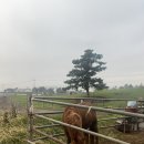 선미목장 이미지