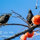 까치밥 이미지