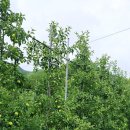 숲속농원민박 이미지