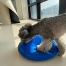 펫글뷰티 이미지