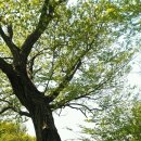 영취산 민박 | [대간일기-북진7일째] 봉화산~백운산~영취산