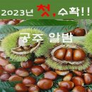 충남 공주 정안 밤 줍기 여행 이미지