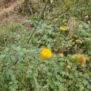 도깨비풀 이미지