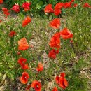 보은용사촌.펜션단지 이미지