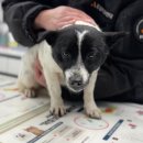 작은 친구 동물병원 이미지