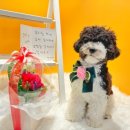 데일리 댕댕 이미지