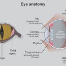 날으는고양이 이미지