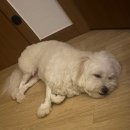 셀럽도기 이미지