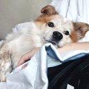 당근 강아지 돌봄 알바 두번째 후기 - 우리집에 양말이 5일 동안 다녀감!