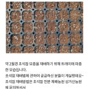 초석잠 재배법 이미지