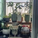 참말 골치 아프다 이미지