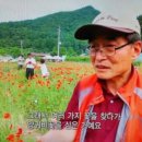 지구촌보물창고시리즈(383)/♥한국의 양귀비 이미지