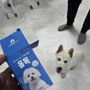 초롱초롱 눈망울을 위한 첫걸음, 강아지 눈 영양제 올독