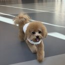 아따멍멍 이미지