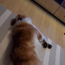 수화목장 이미지