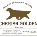 CHERISH GOLDEN 이미지