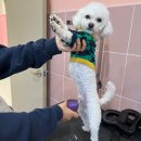 맘츄 | 부산애견미용 맘츄 추천 후기