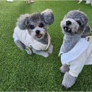 리치펫하우스 이미지