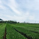 쌍둥이국수 이미지