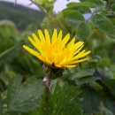 민들레네 이미지