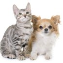 도그마루 강아지 고양이 양산화명점 | 대전고양이분양 도그마루에서 첫 만남부터 달랐던 입양기