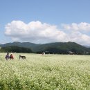 메밀꽃피면 Daum카페