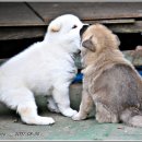 복실강아지 이미지