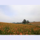 황화목장 이미지