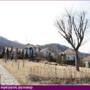 두레나물