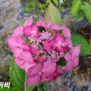 디'엘마르 이미지