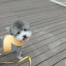 메리몽 펫 그루밍 이미지