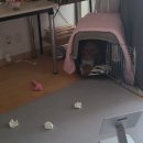 호야켄넬 이미지