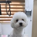 헤어 컹컹 이미지