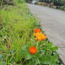 제주머무리 이미지