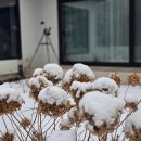 스테이 누누 이미지