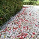 출렁다리(2) 이미지