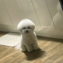 티앤디 동물병원 | 강아지가 갑자기 비명을? 청주 티앤디동물병원 유다온이 흉추통증 진료후기