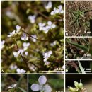 우영사마귀풀 / Murdannia loriformis (Hassk.) R.S.Rao &amp; Kammathy 새싹 이미지