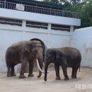 복동이 이미지