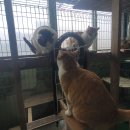 금동이네
