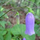 금강갈비 이미지