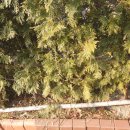 드림독 강아지 고양이 안심분양센터 시흥점 이미지