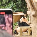 광규농장 | 두돌아기 용인 에버랜드 입성기 1탄 - 푸바오와 해피 타임