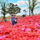 봄꽃에 설레고, 출렁다리에 심장 쫄깃! 3월 추천 여행지 이미지