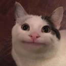 바른 고양이