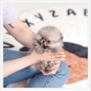 오산천 산책로 | 🐶 [오산강아지분양] 오산천 근처 유앤미펫에서 만난 포메라니안