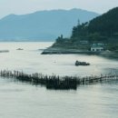 진도멸치 이미지