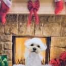 말랑이발소 이미지