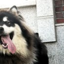 릴라