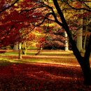 가을의 단풍 이미지